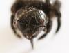 Xylocopa valga